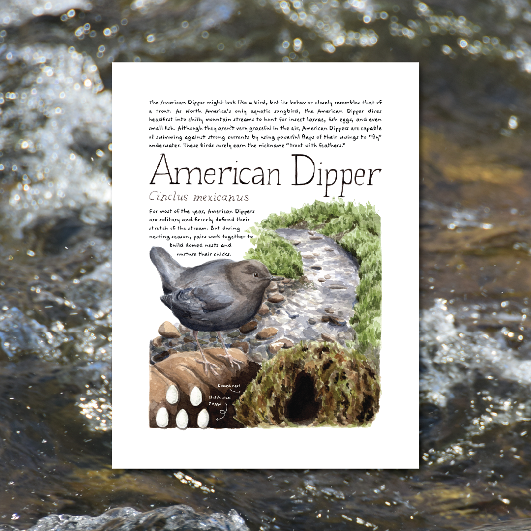 American Dipper Art Print
