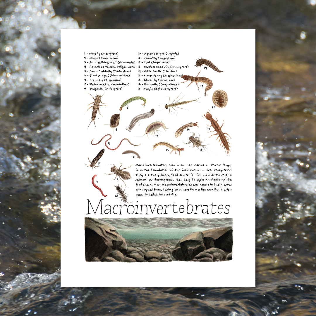 River Bugs Art Print