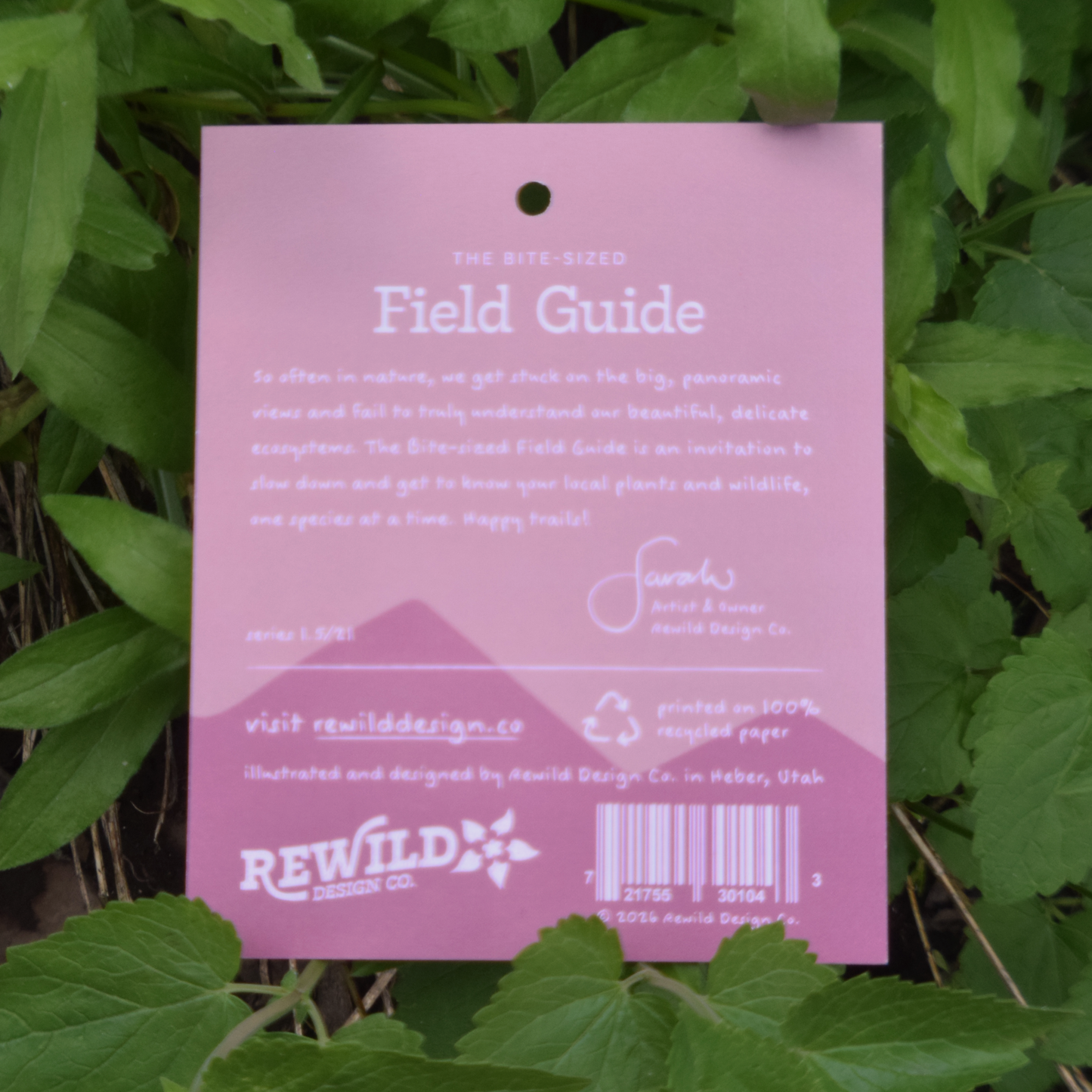 Rhexia-leaf Indian Paintbrush Sticker