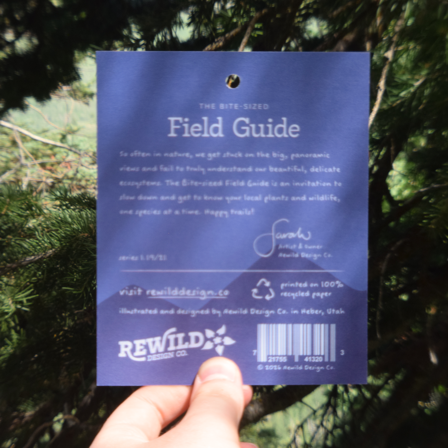 Steller's Jay Sticker