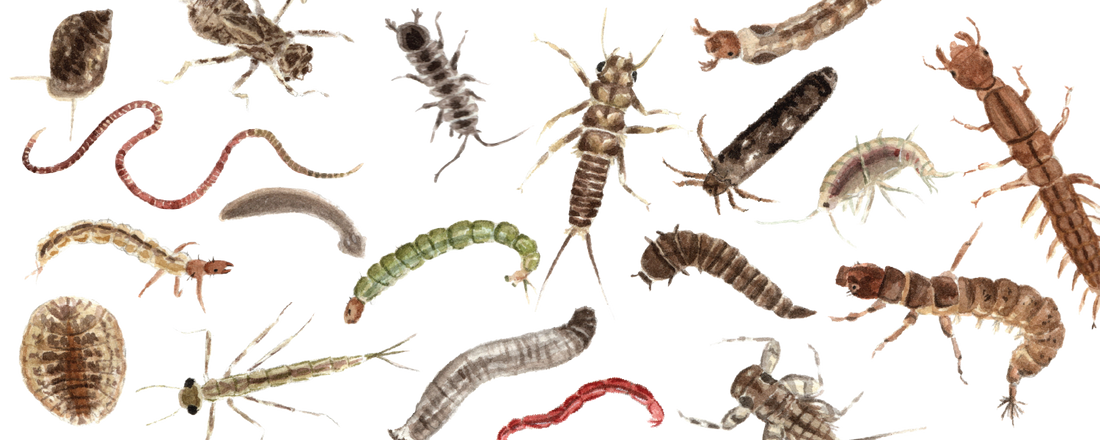 An Illustrated Introduction to Stream Macroinvertebrates