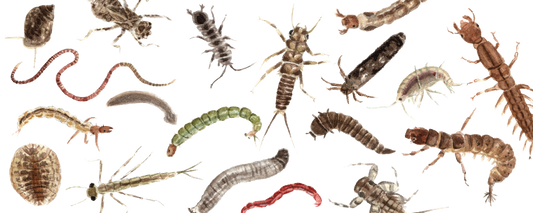 An Illustrated Introduction to Stream Macroinvertebrates