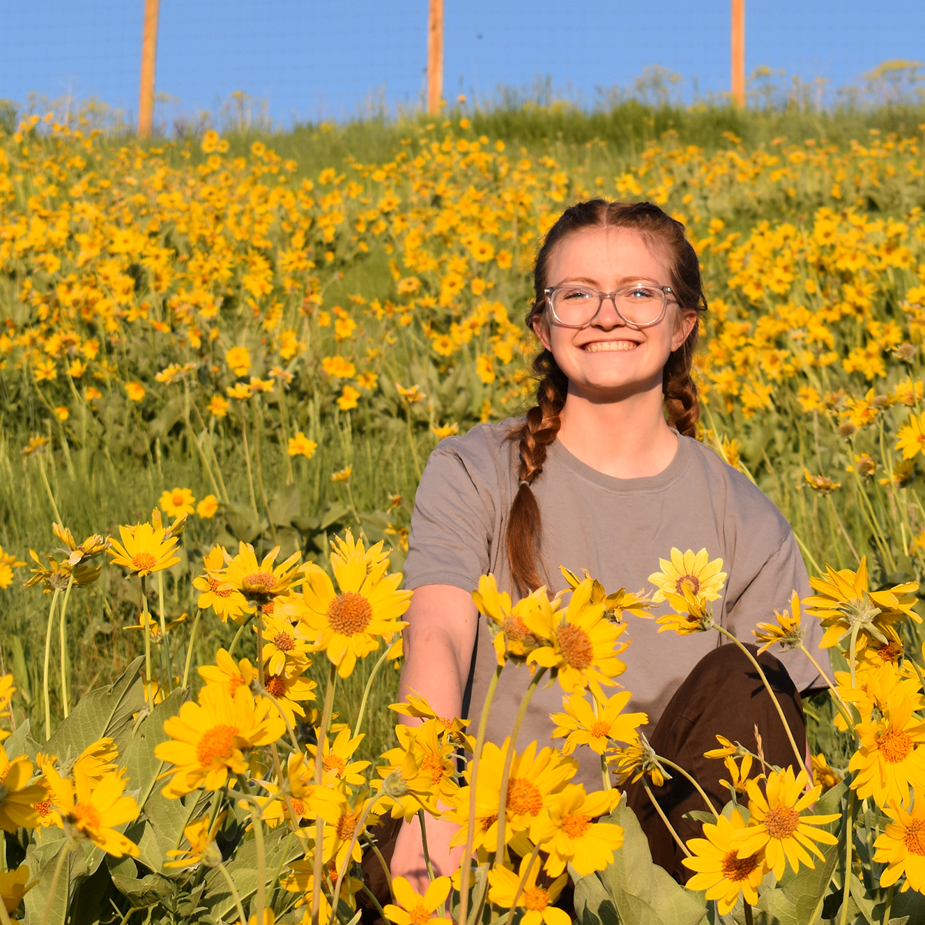Arrowleaf Balsamroot Tee