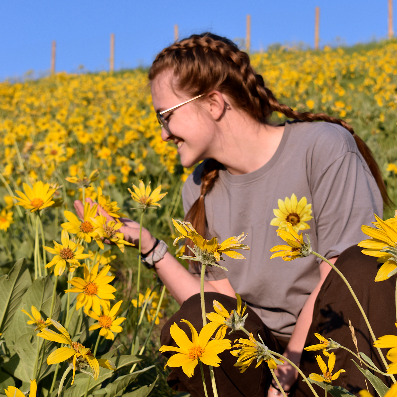 Arrowleaf Balsamroot Tee