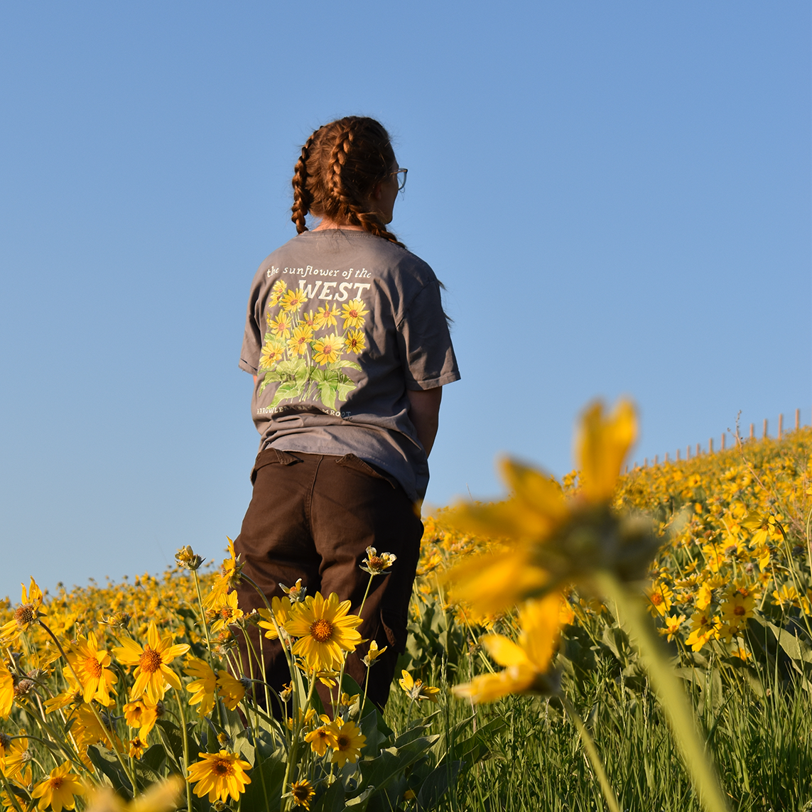 Arrowleaf Balsamroot Tee