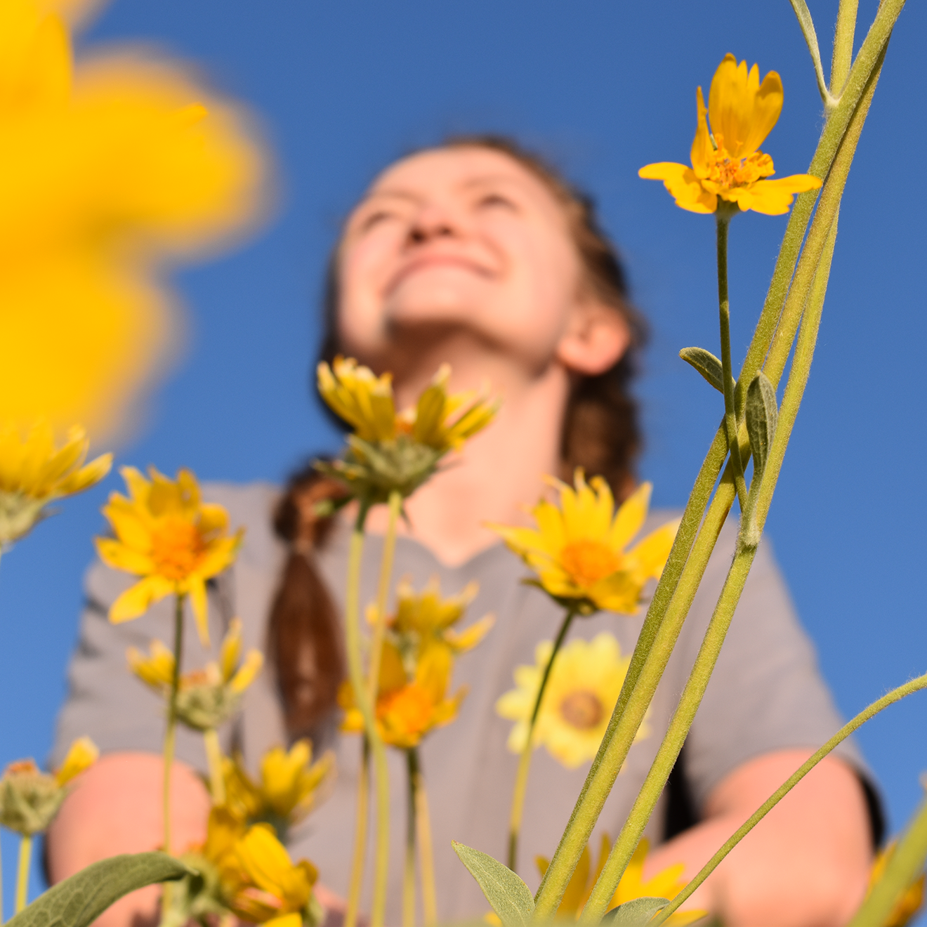 Arrowleaf Balsamroot Tee