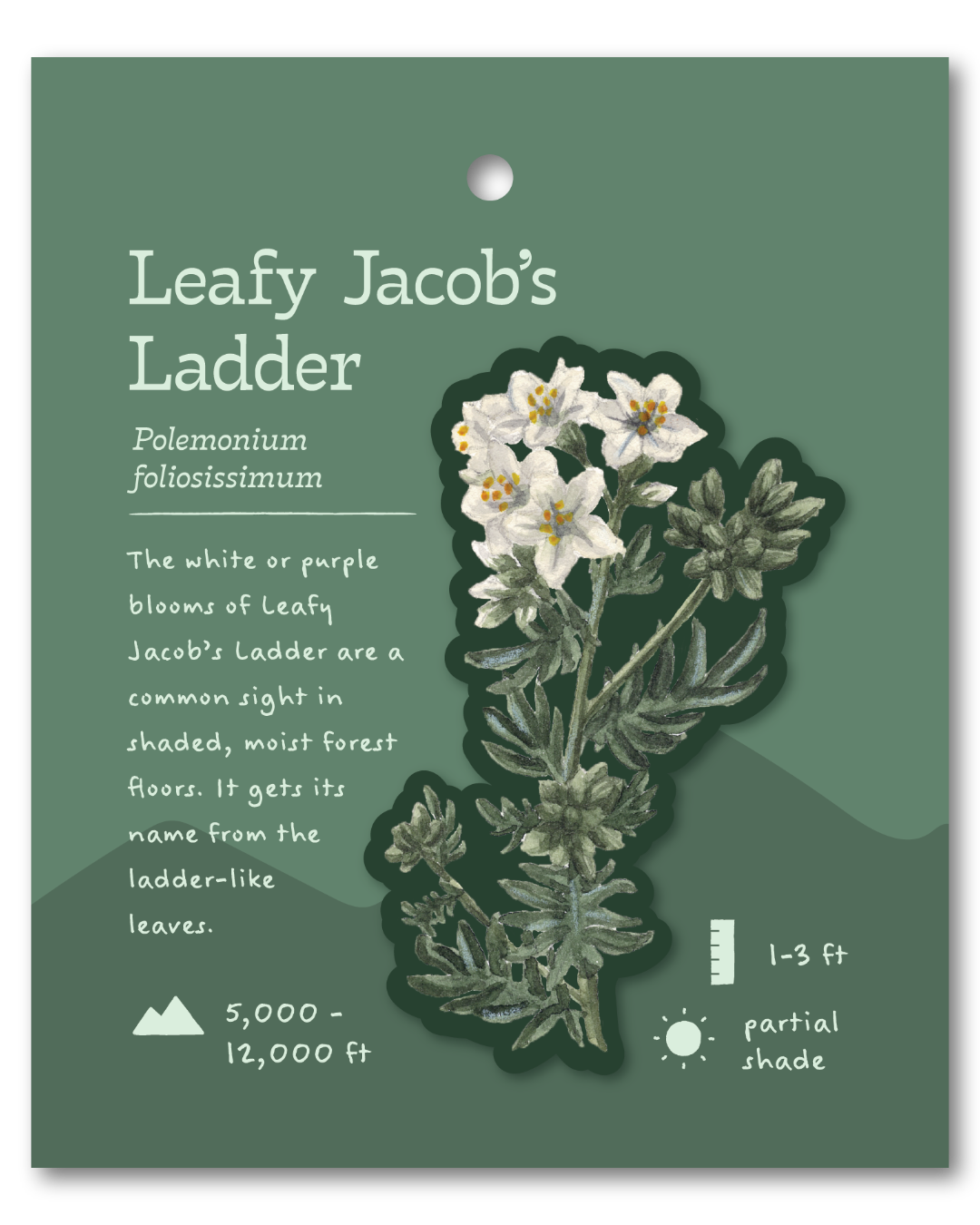 Leafy Jacob's Ladder Sticker
