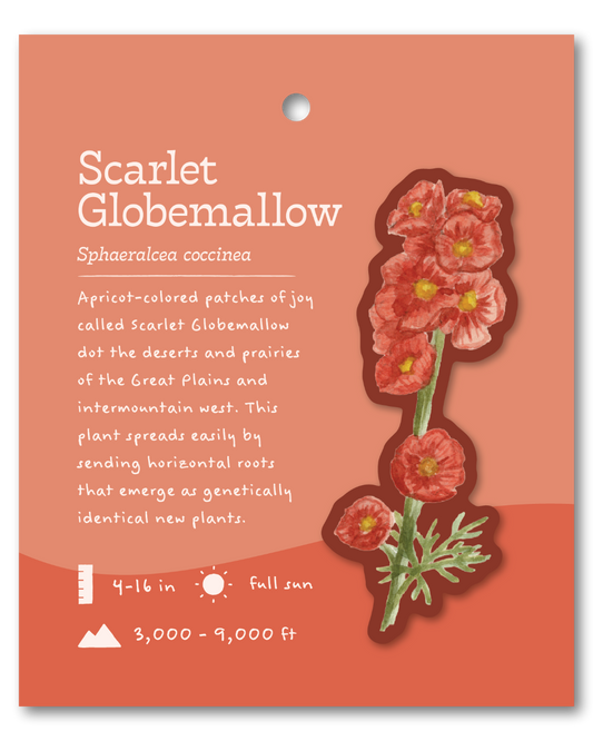 Scarlet Globemallow Sticker