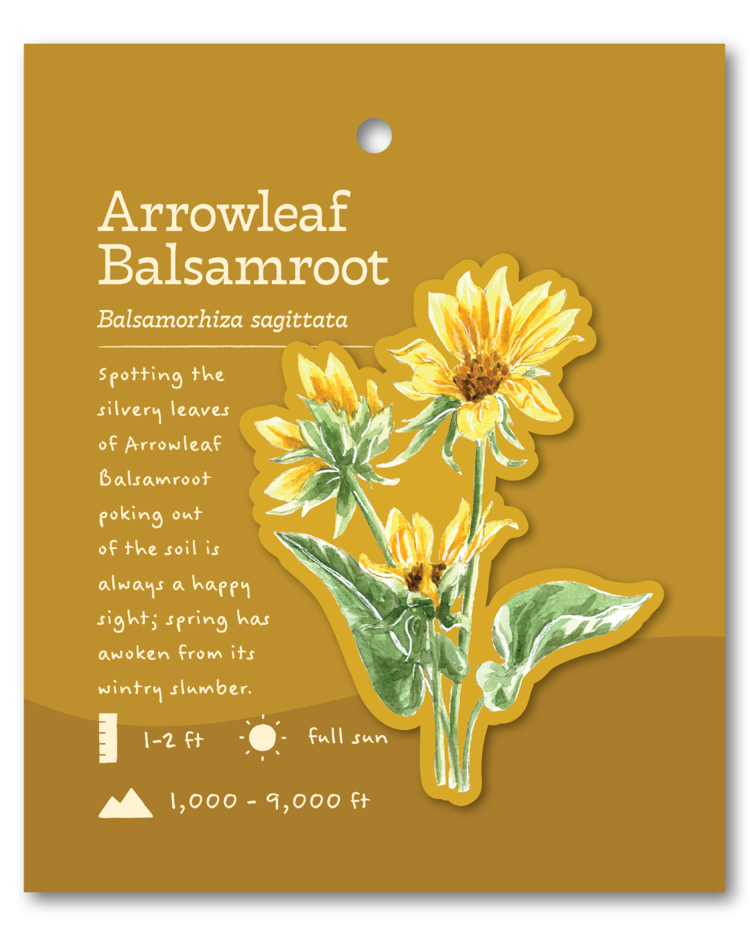 Arrowleaf Balsamroot Sticker