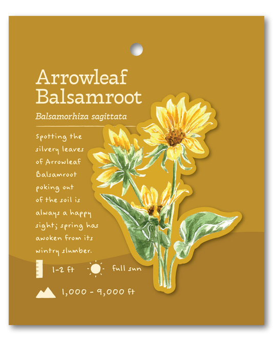 Arrowleaf Balsamroot Sticker