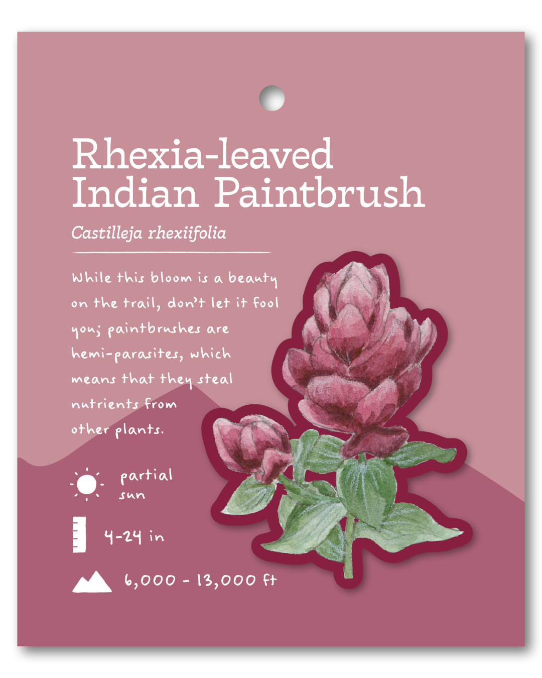 Rhexia-leaf Indian Paintbrush Sticker