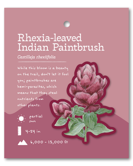 Rhexia-leaf Indian Paintbrush Sticker