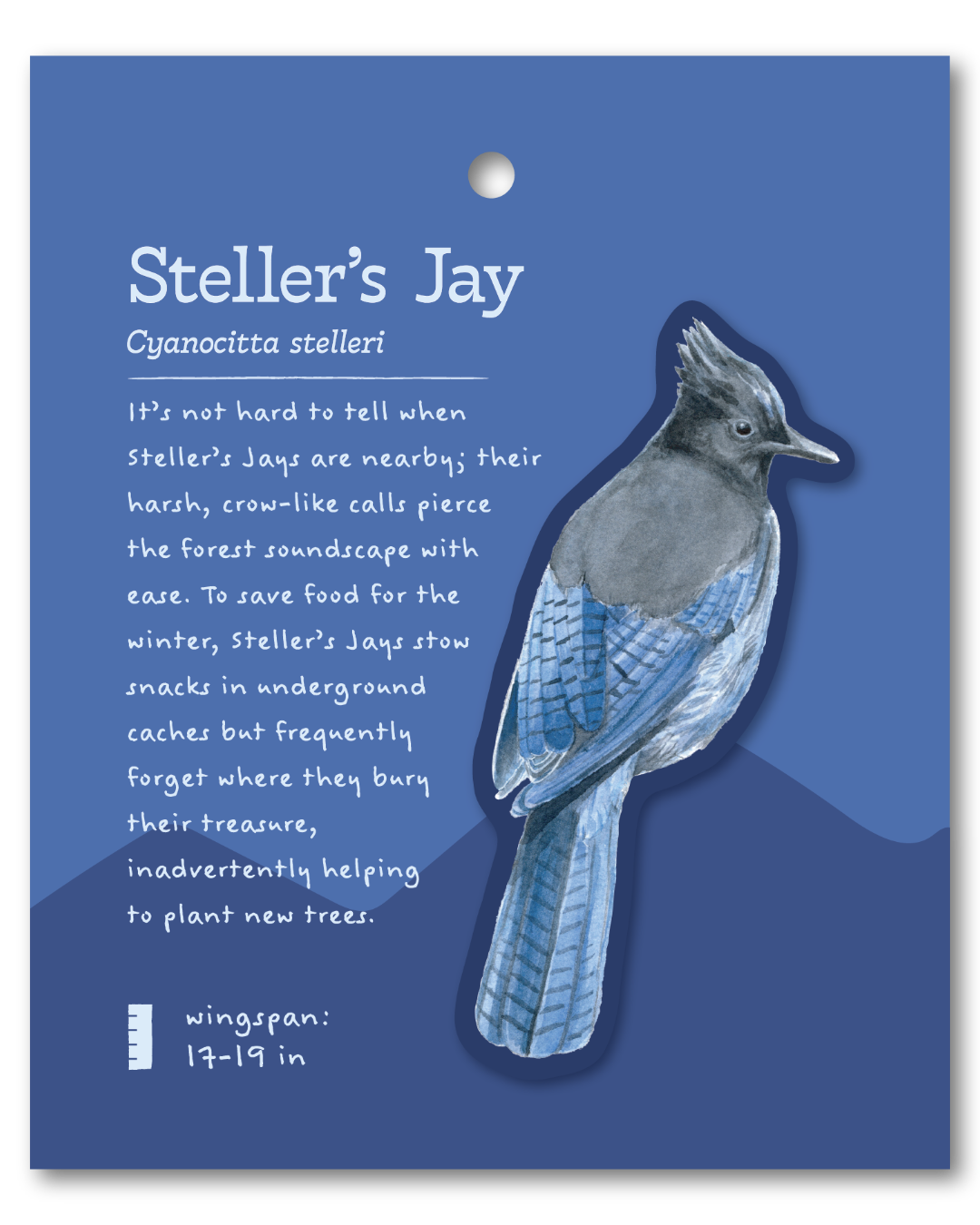 Steller's Jay Sticker