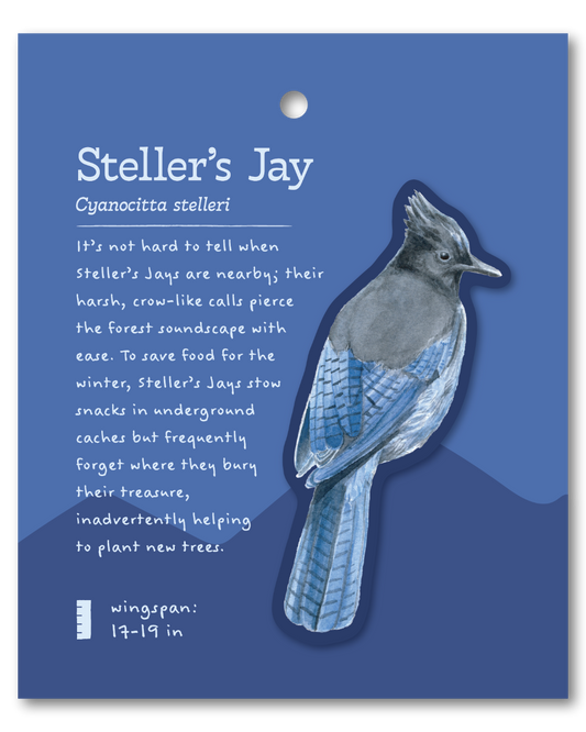 Steller's Jay Sticker