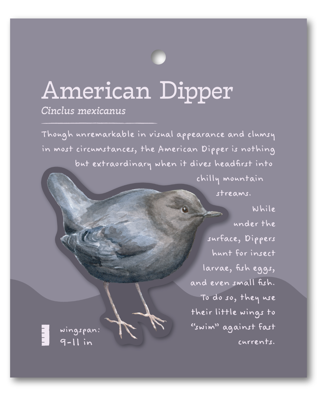 American Dipper Sticker