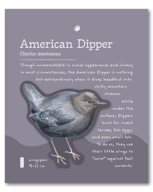 American Dipper Sticker