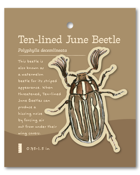 Ten-lined June Beetle Sticker