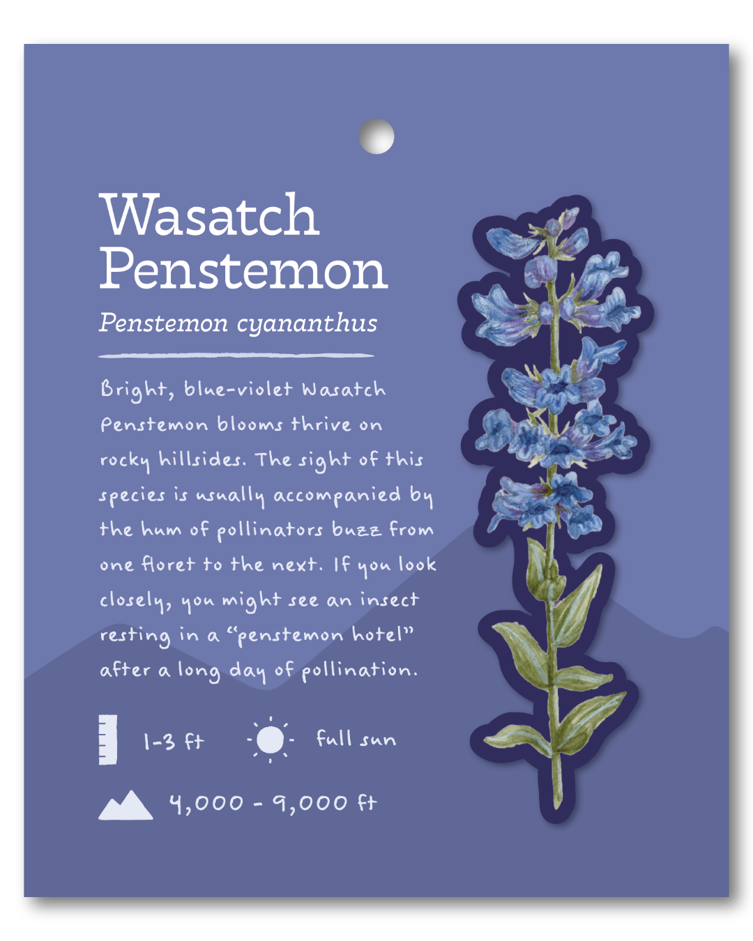 Wasatch Penstemon Sticker
