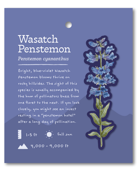 Wasatch Penstemon Sticker