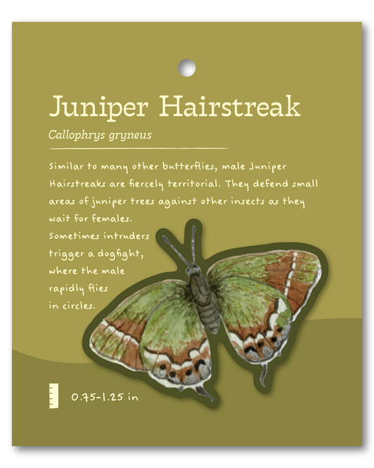 Juniper Hairstreak Sticker