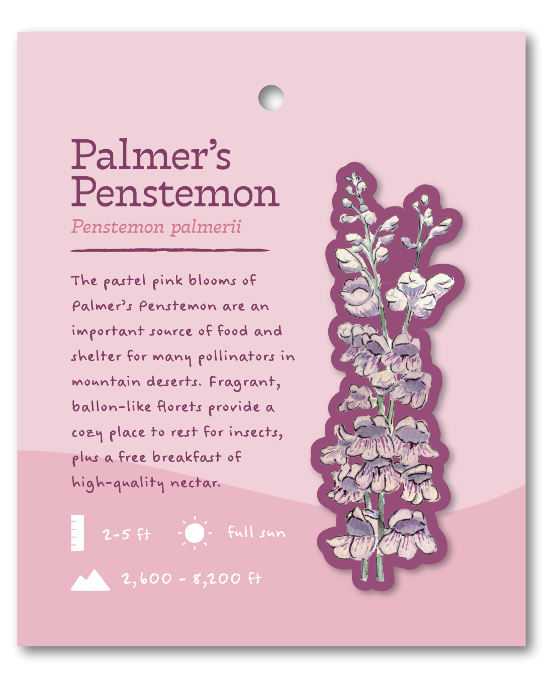 Palmer's Penstemon Sticker