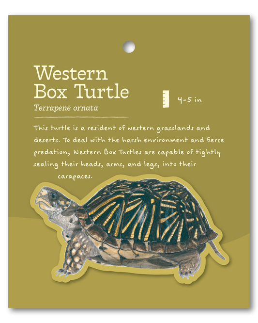 Western Box Turtle Sticker