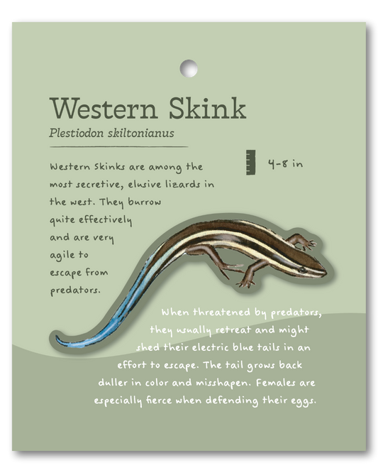Western Skink Sticker