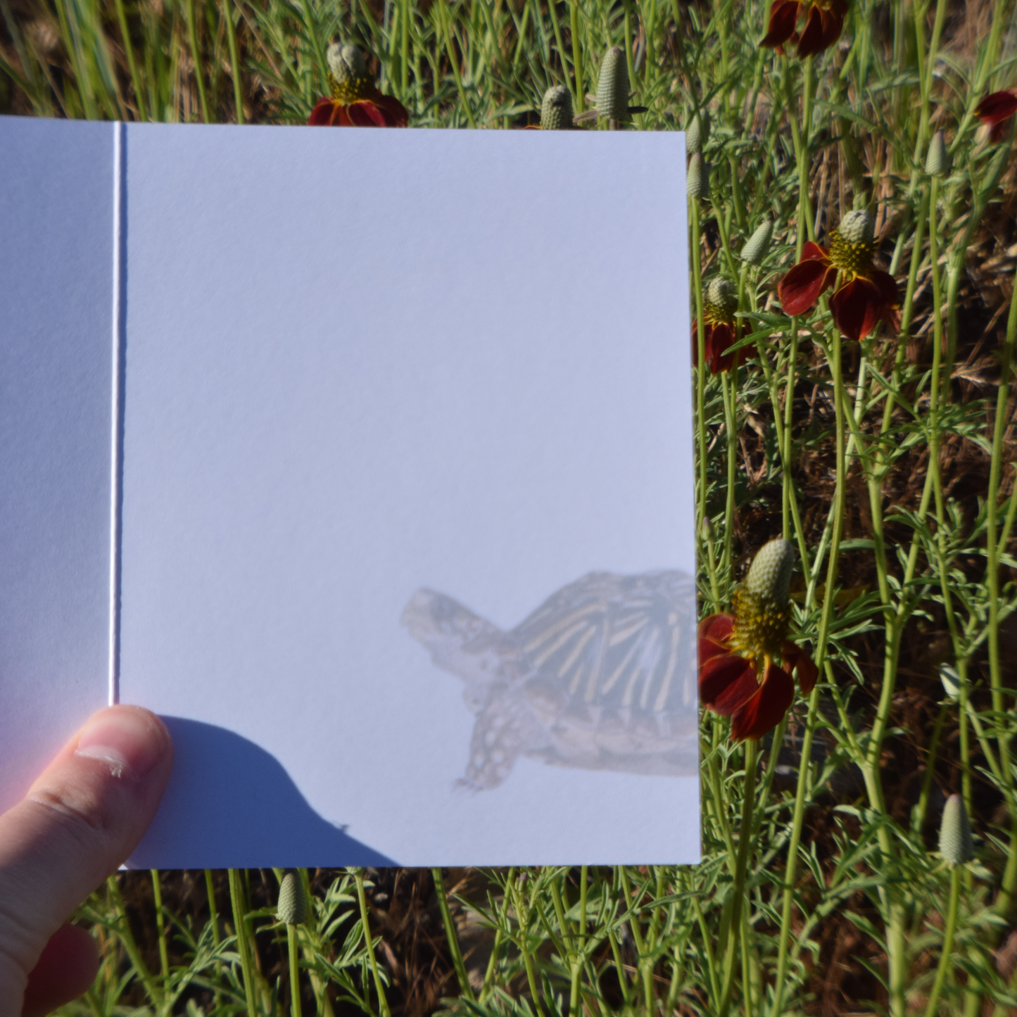 You're Turtley Awesome Card