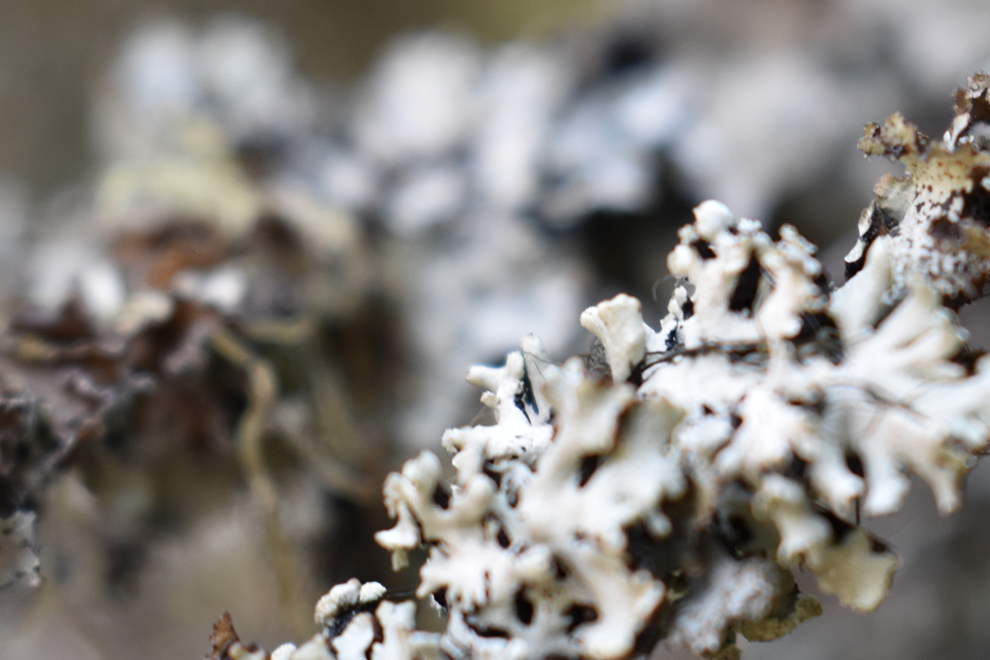 Close-up of lichen on a branch with a blurred background