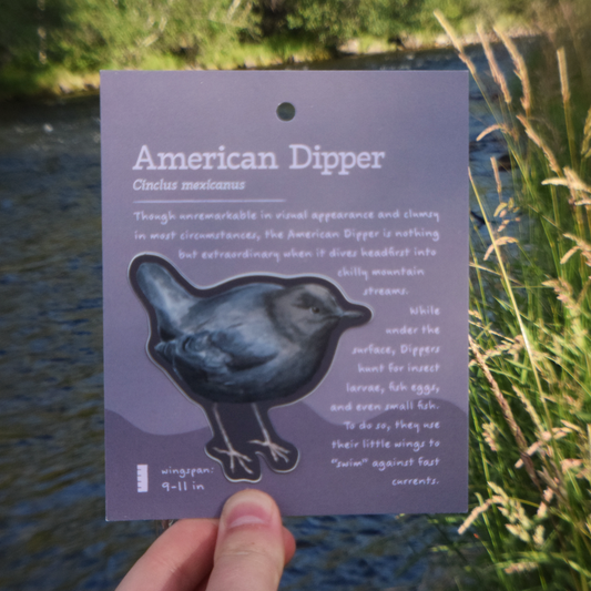 American Dipper Sticker