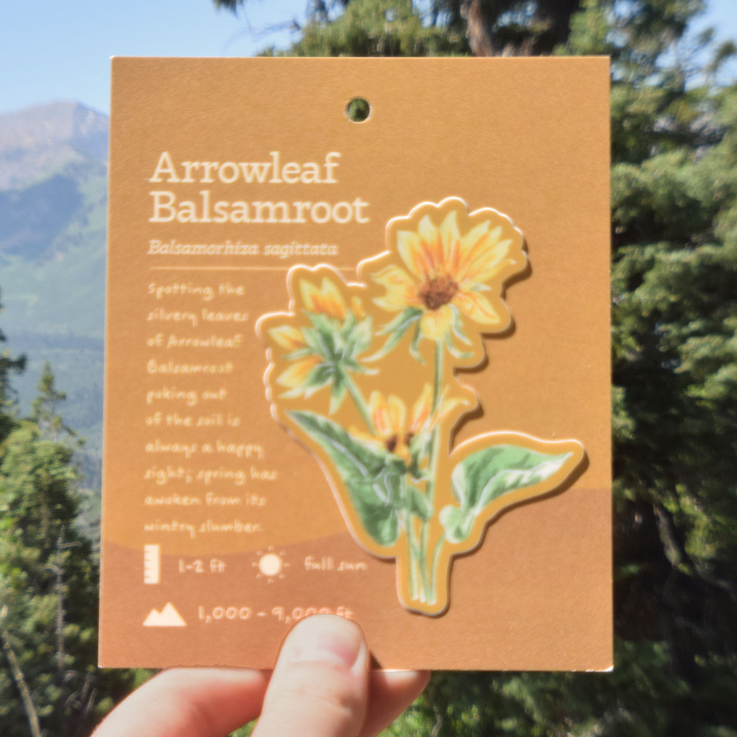 Arrowleaf Balsamroot Sticker
