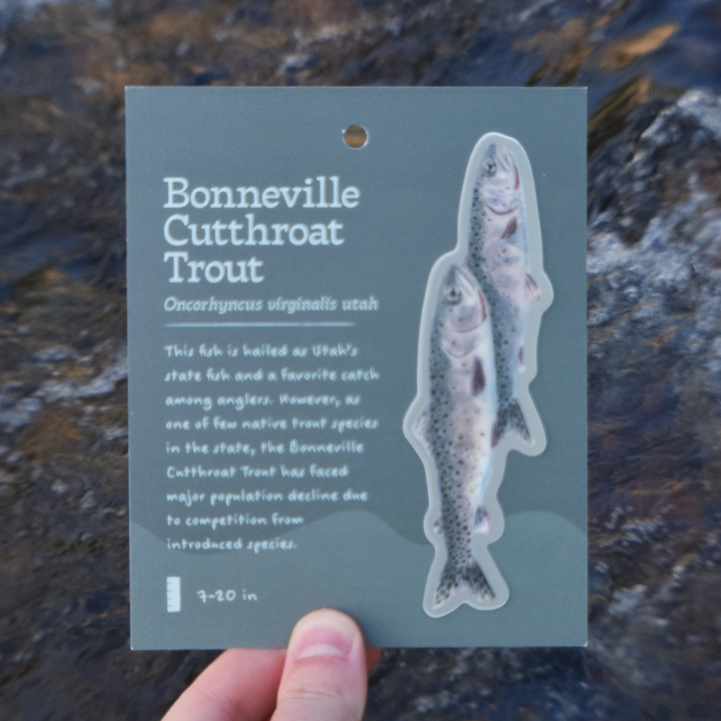 Bonneville Cutthroat Trout Sticker