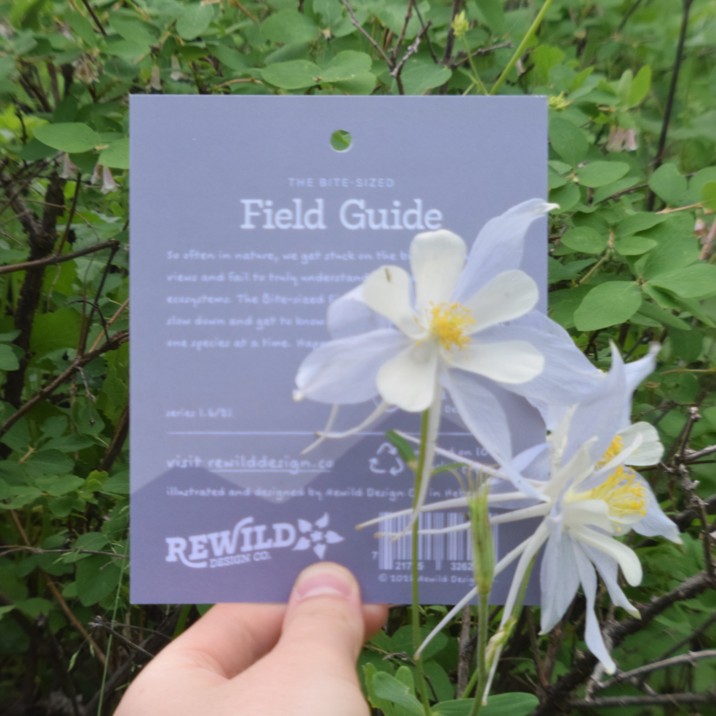 Blue Columbine Sticker