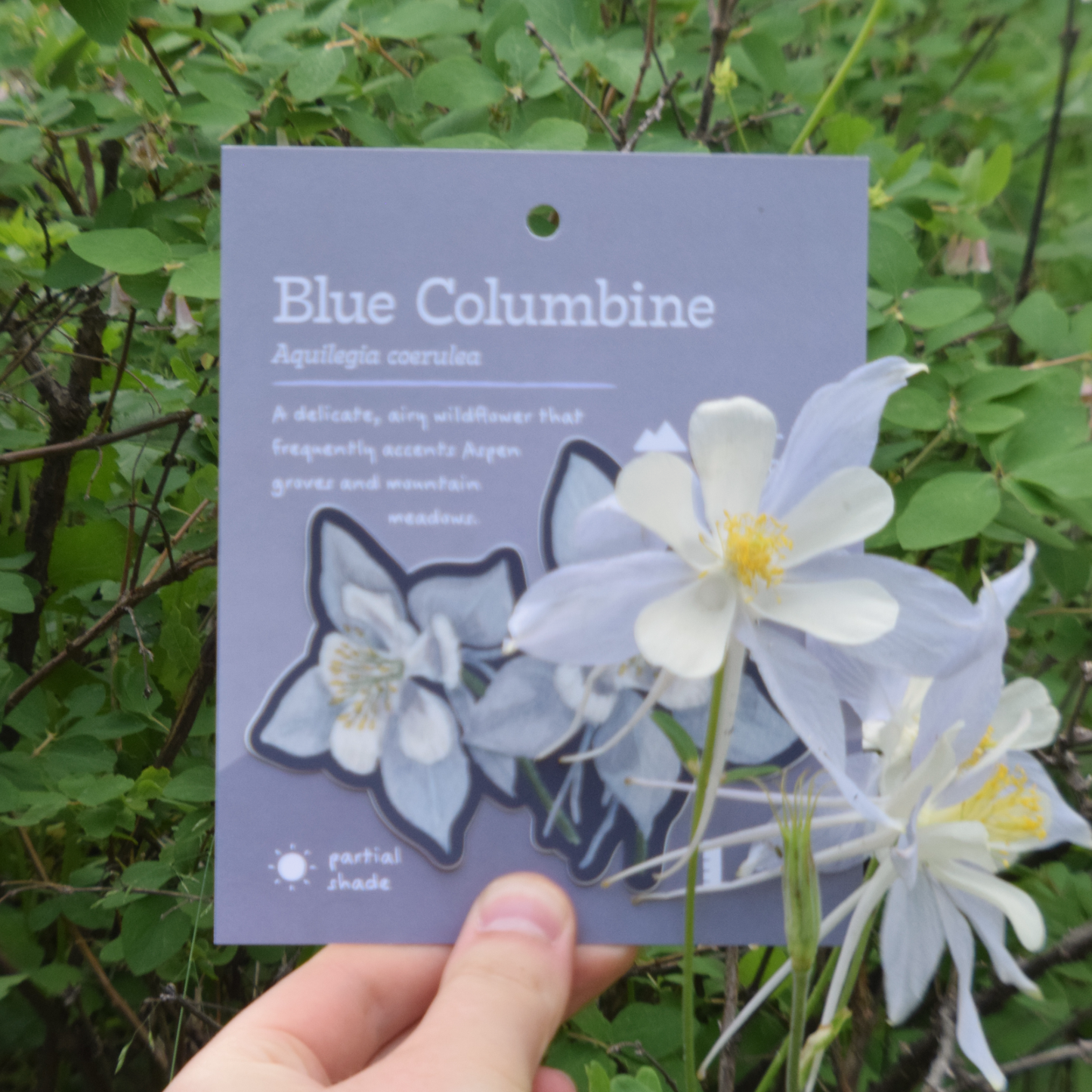 Blue Columbine Sticker