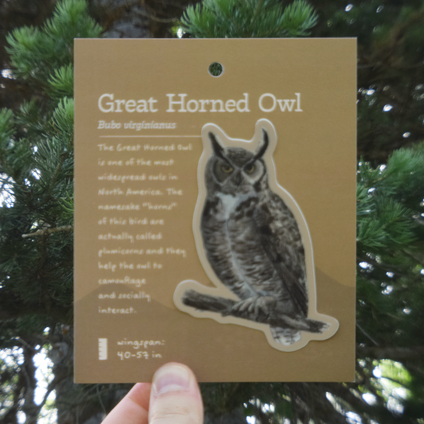 Great Horned Owl Sticker