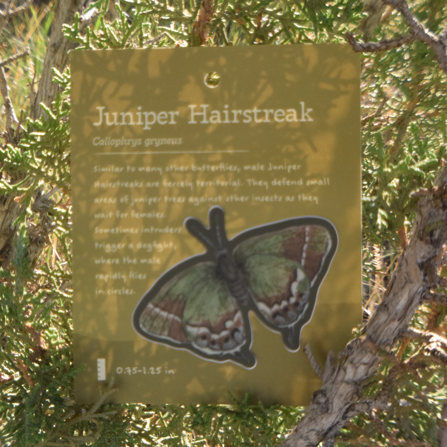 Juniper Hairstreak Sticker