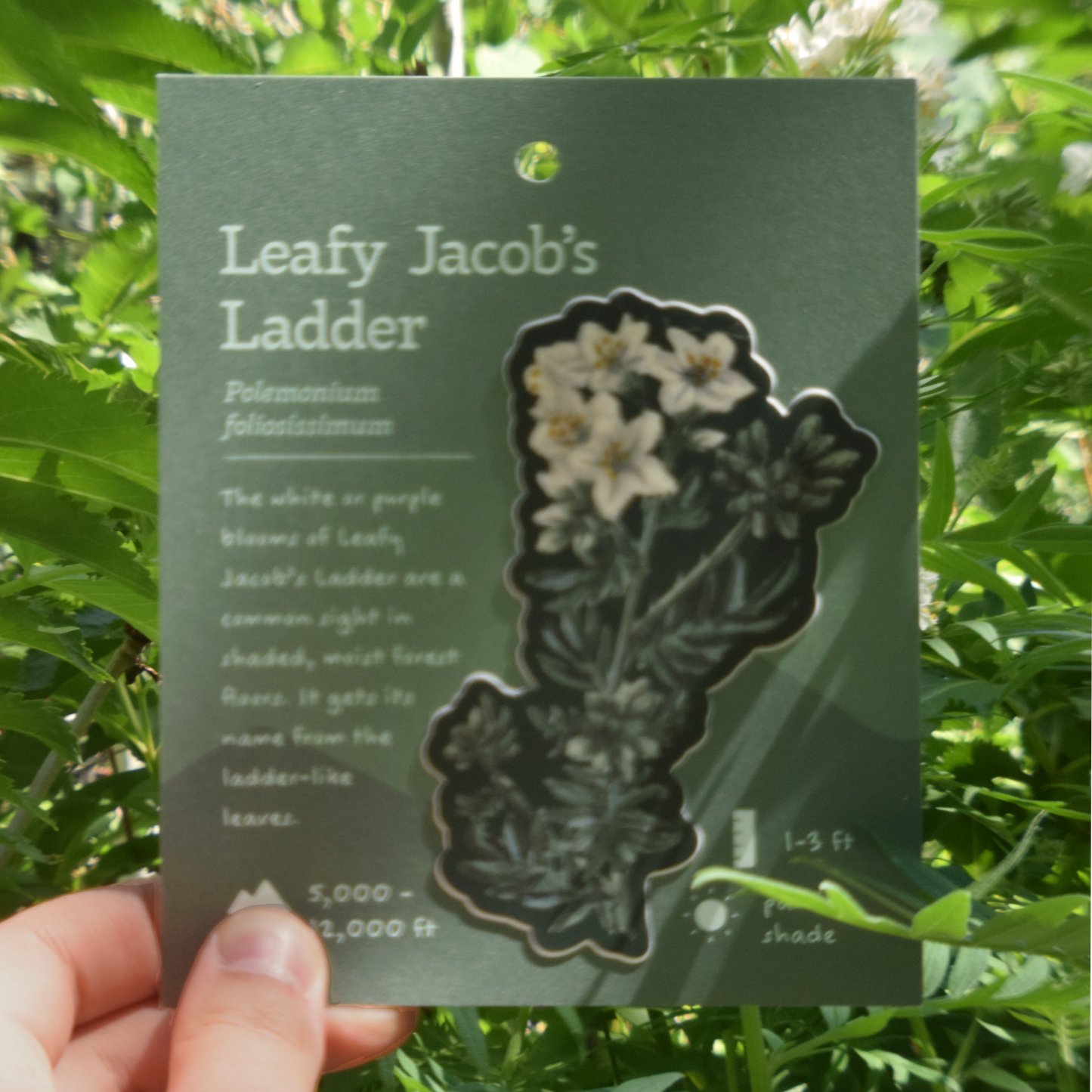 Leafy Jacob's Ladder Sticker