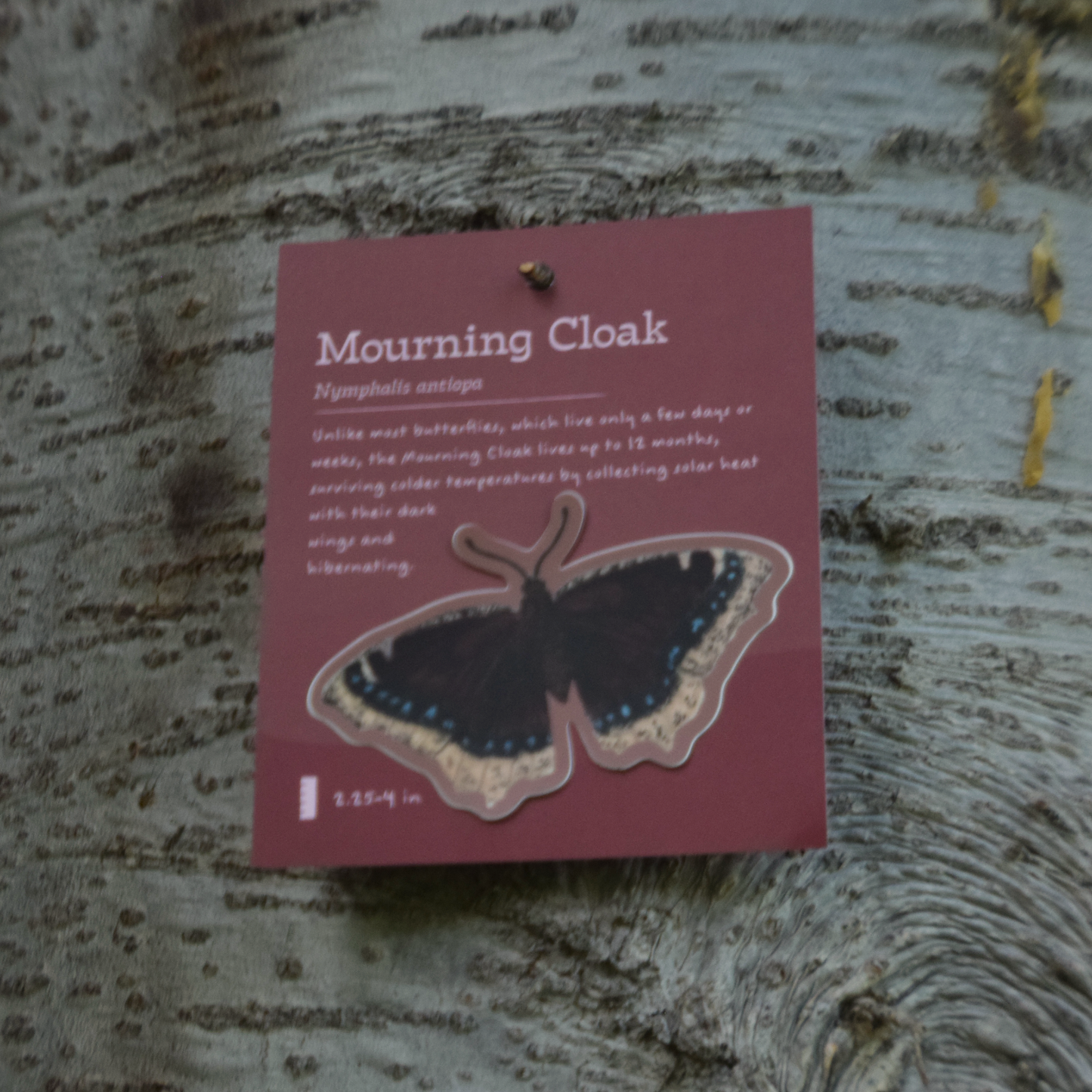 Mourning Cloak Sticker
