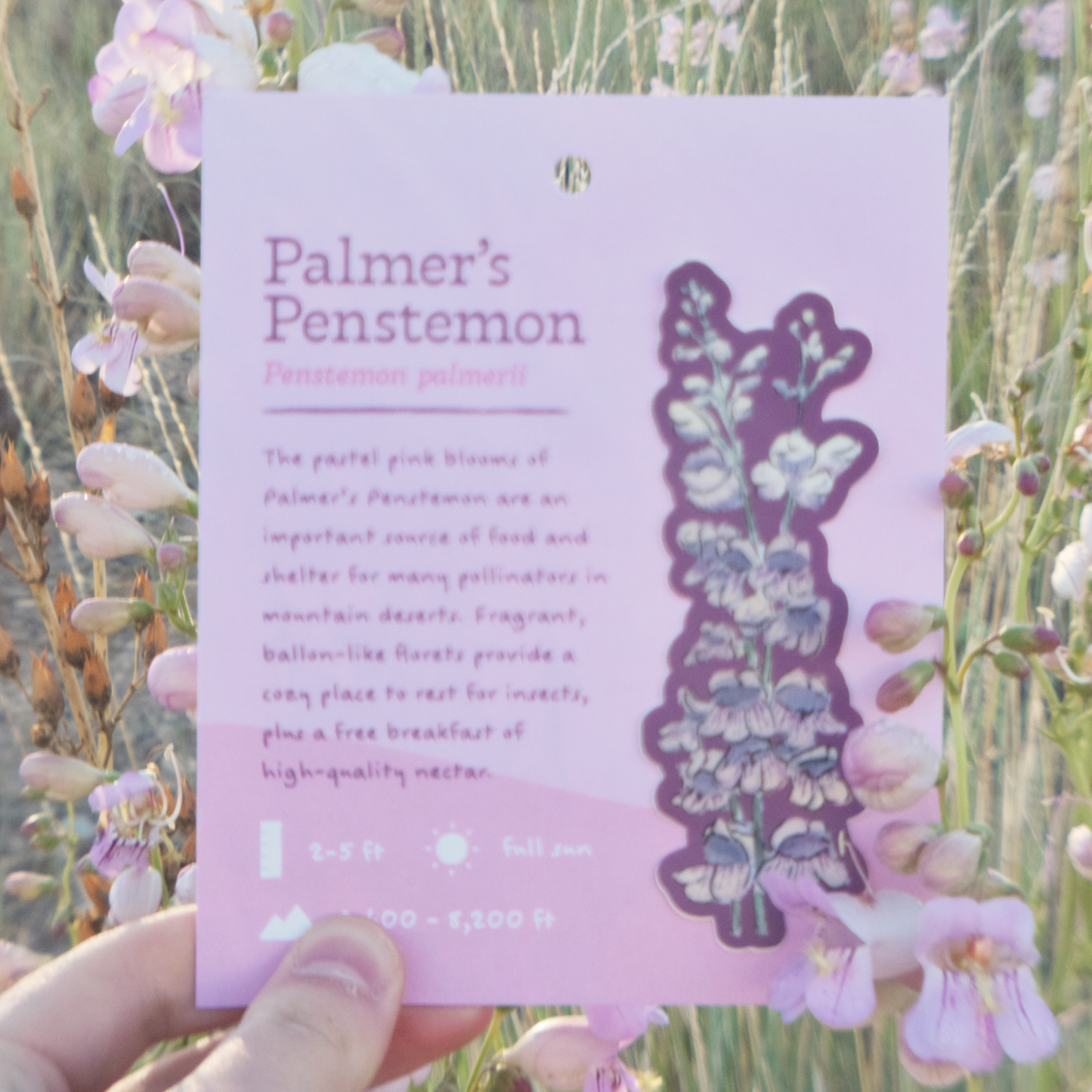 Palmer's Penstemon Sticker