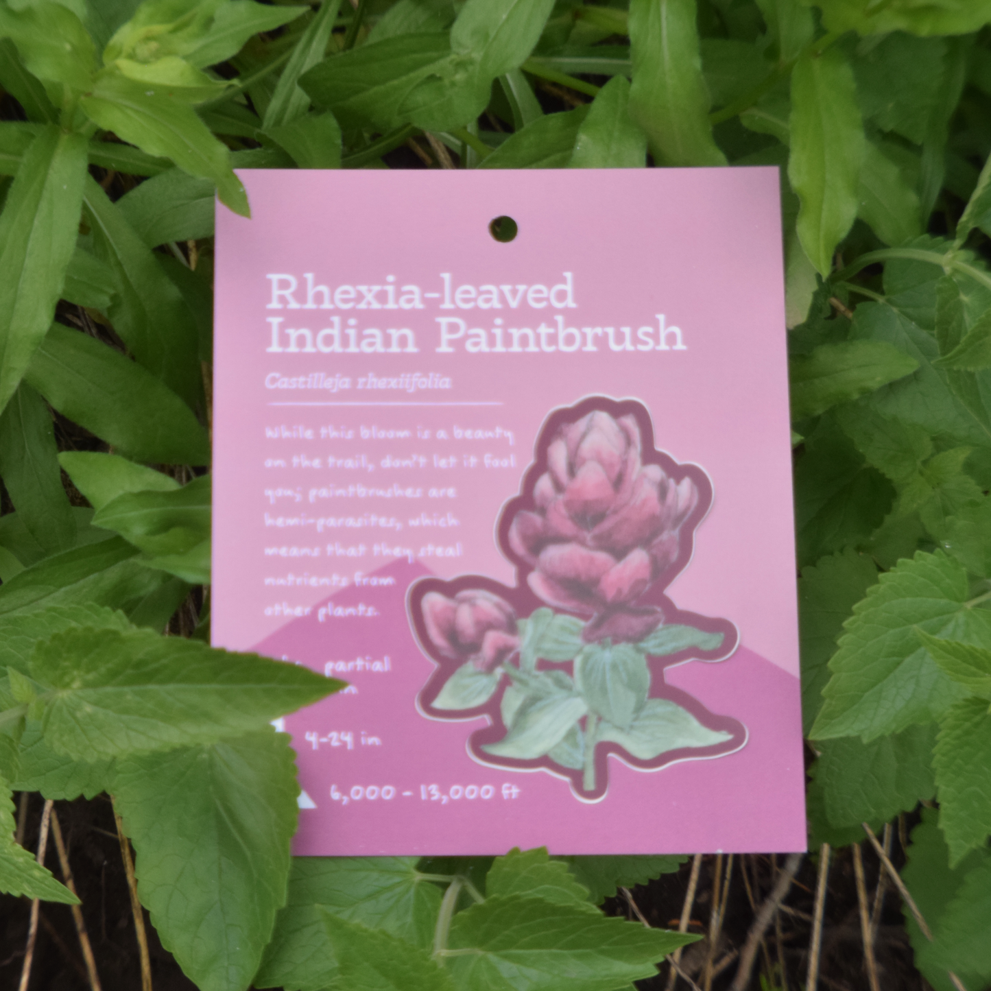 Rhexia-leaf Indian Paintbrush Sticker