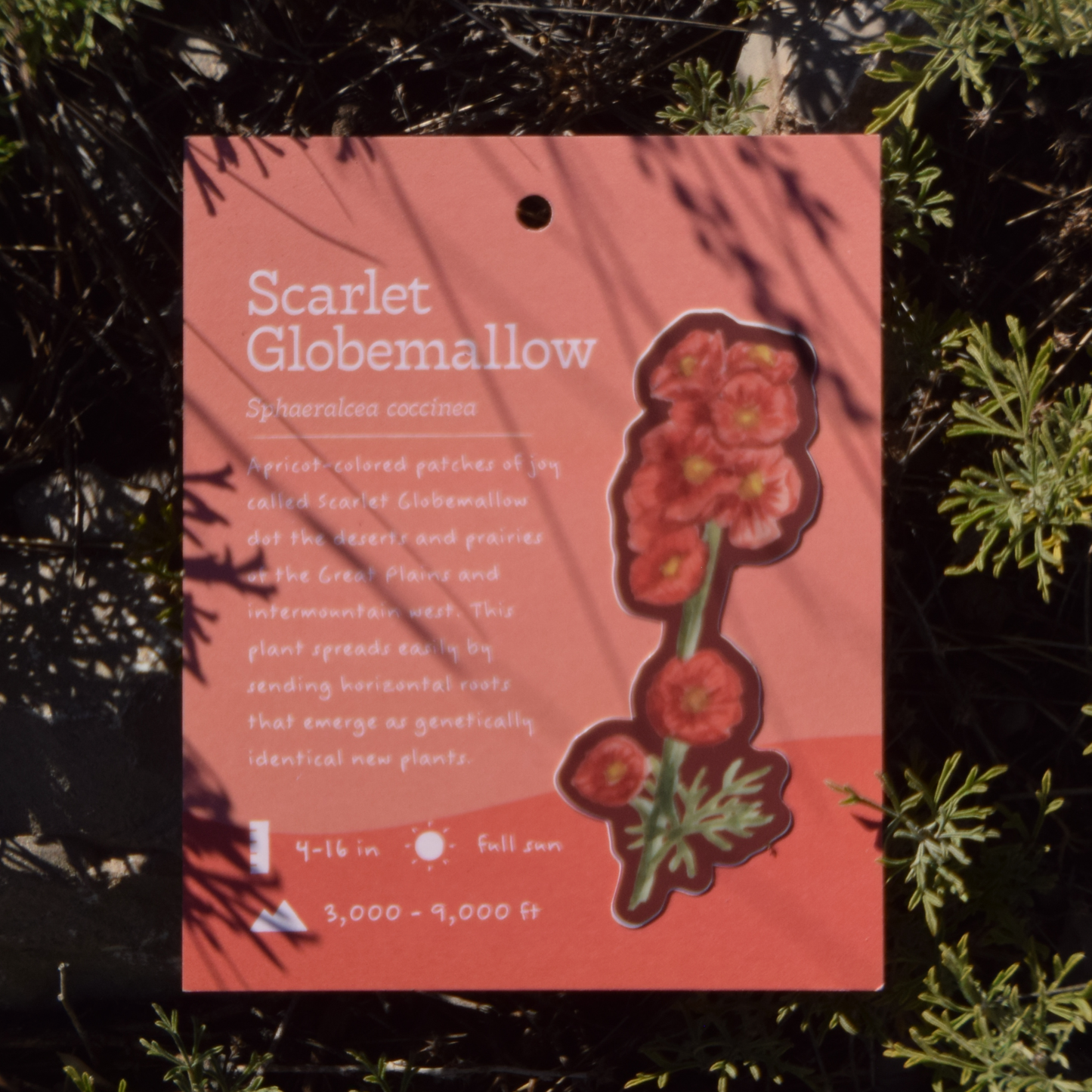 Scarlet Globemallow Sticker
