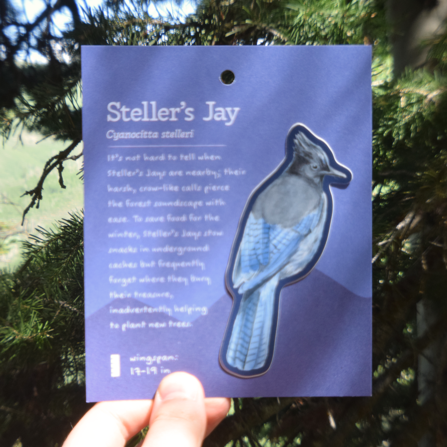 Steller's Jay Sticker