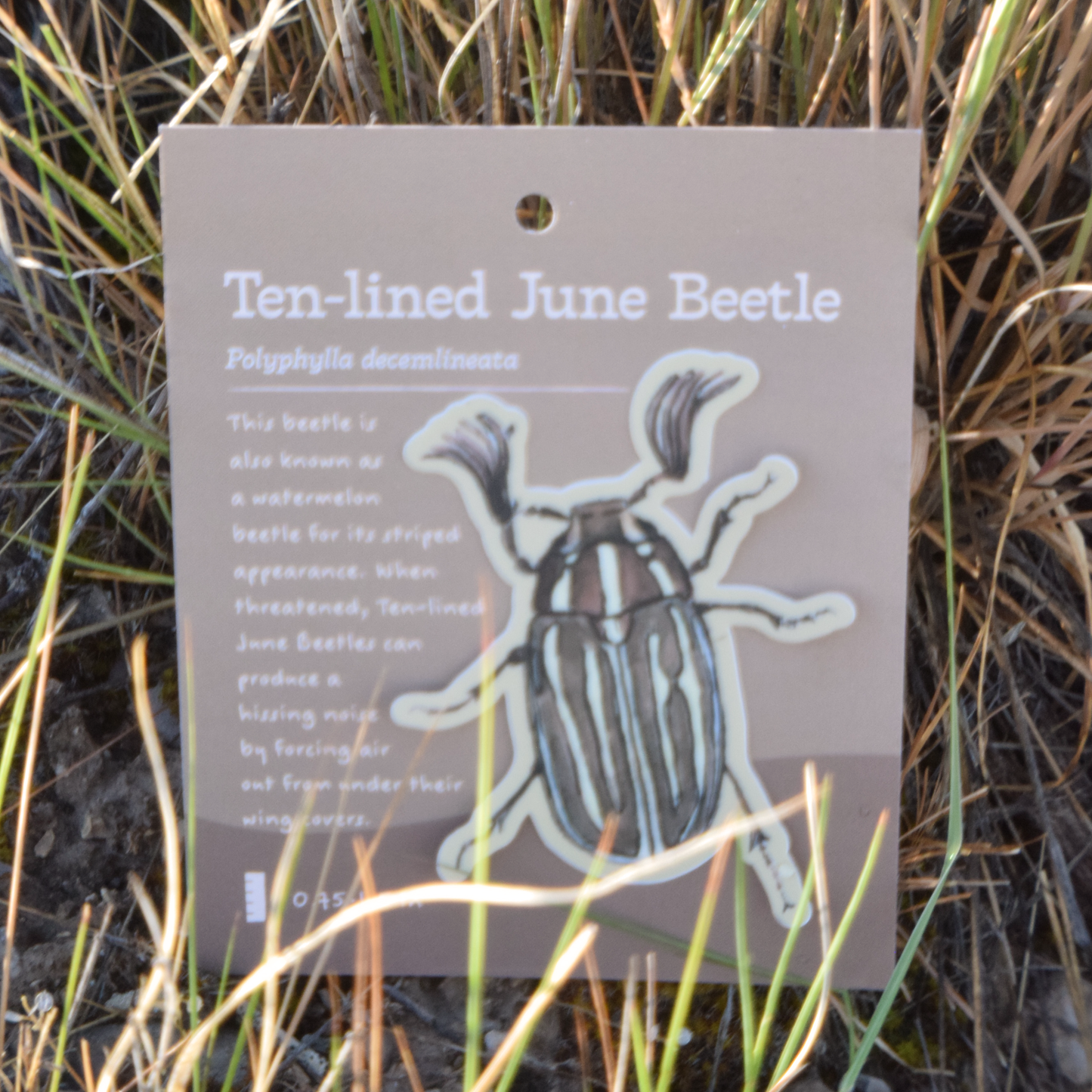 Ten-lined June Beetle Sticker