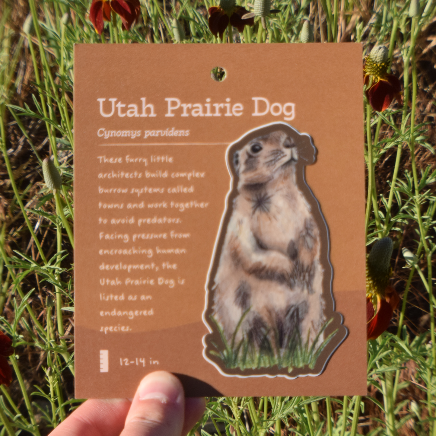 Utah Prairie Dog Sticker