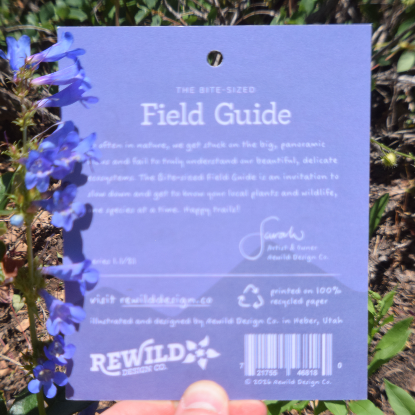 Wasatch Penstemon Sticker