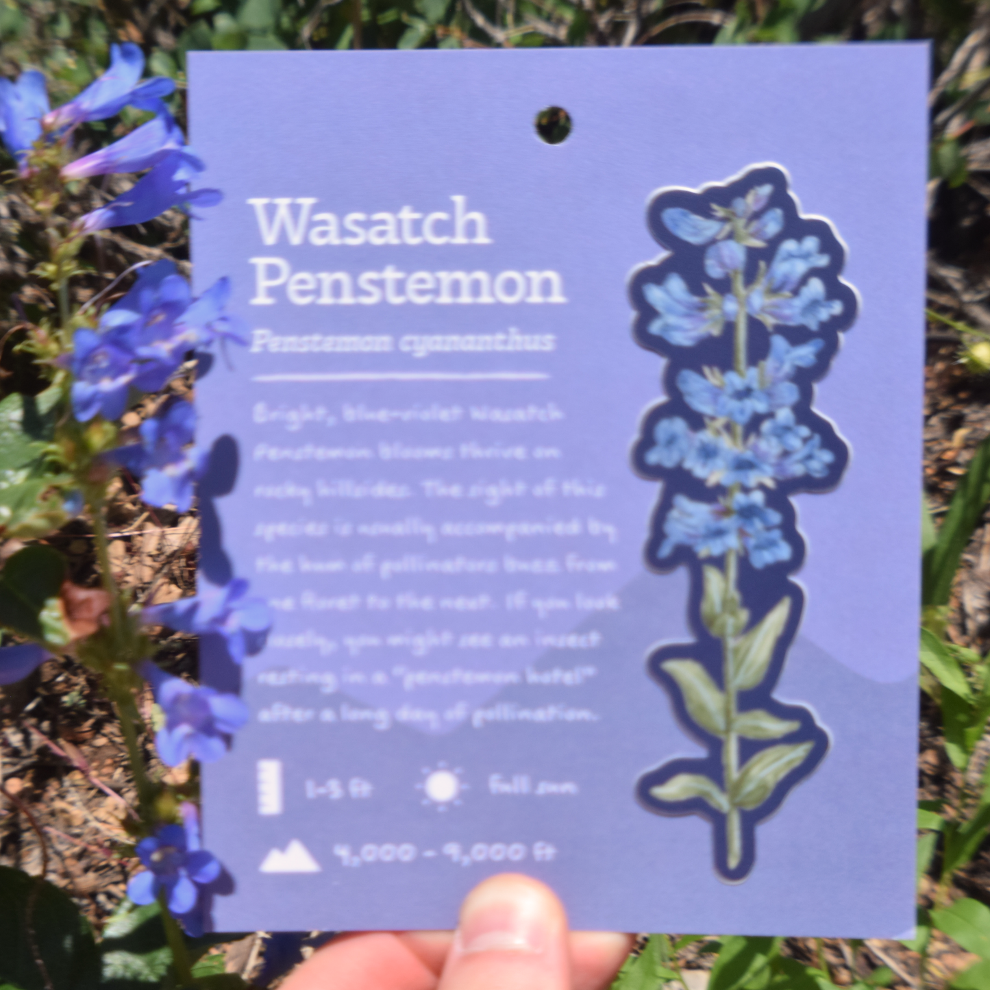 Wasatch Penstemon Sticker