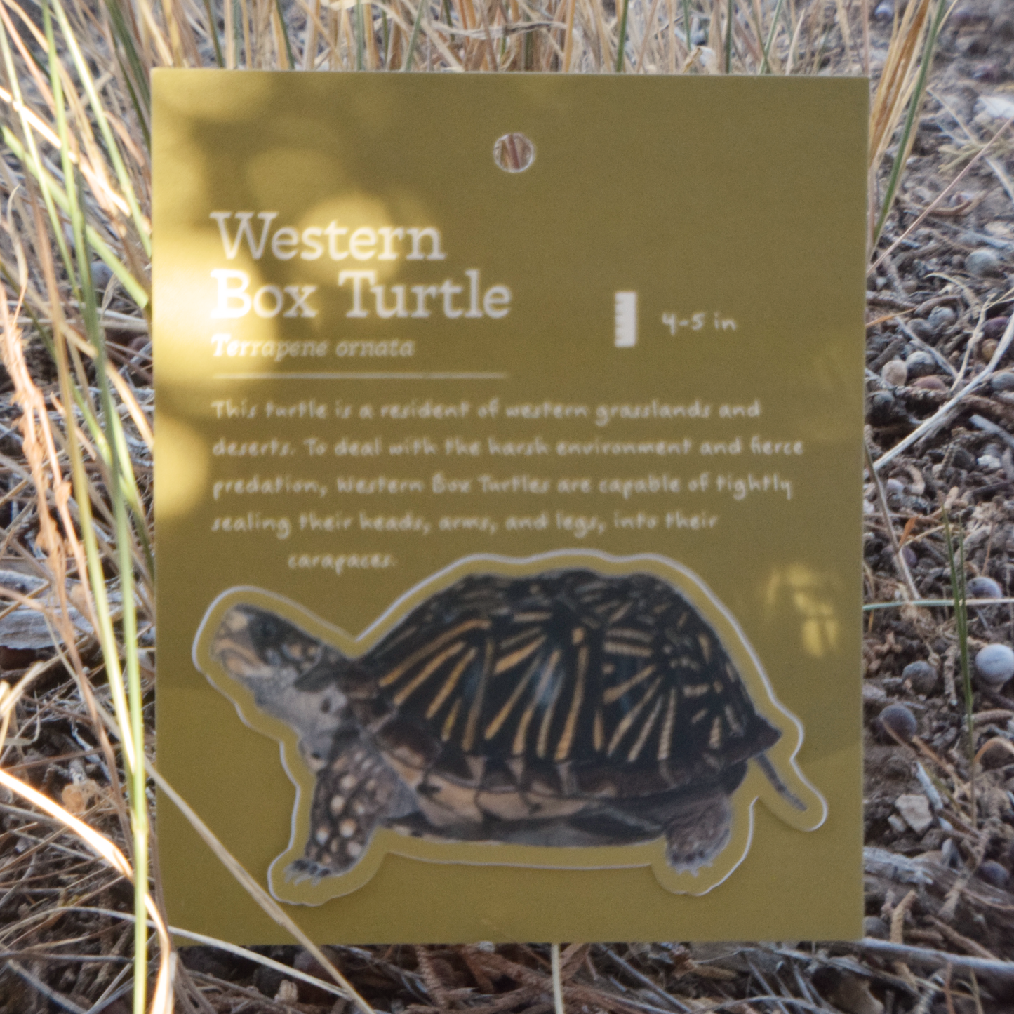 Western Box Turtle Sticker
