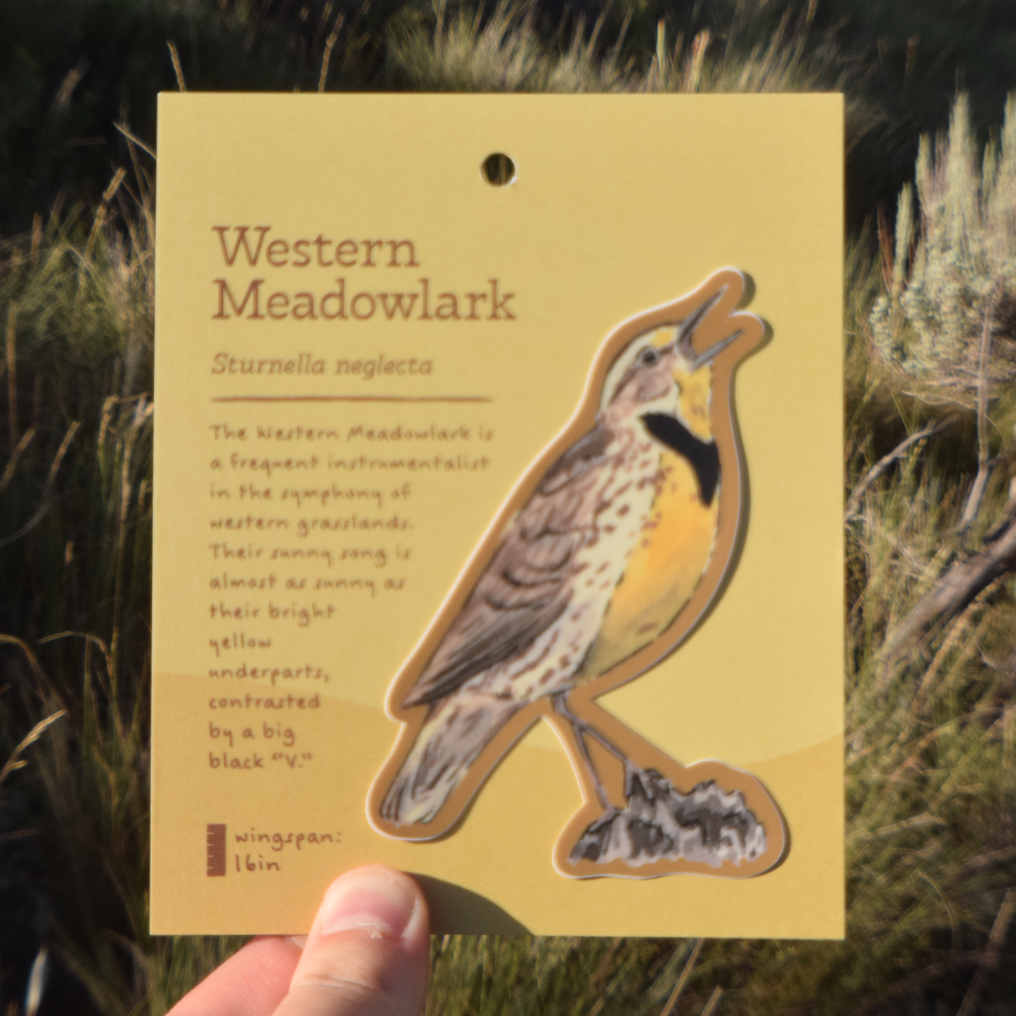 Western Meadowlark Sticker
