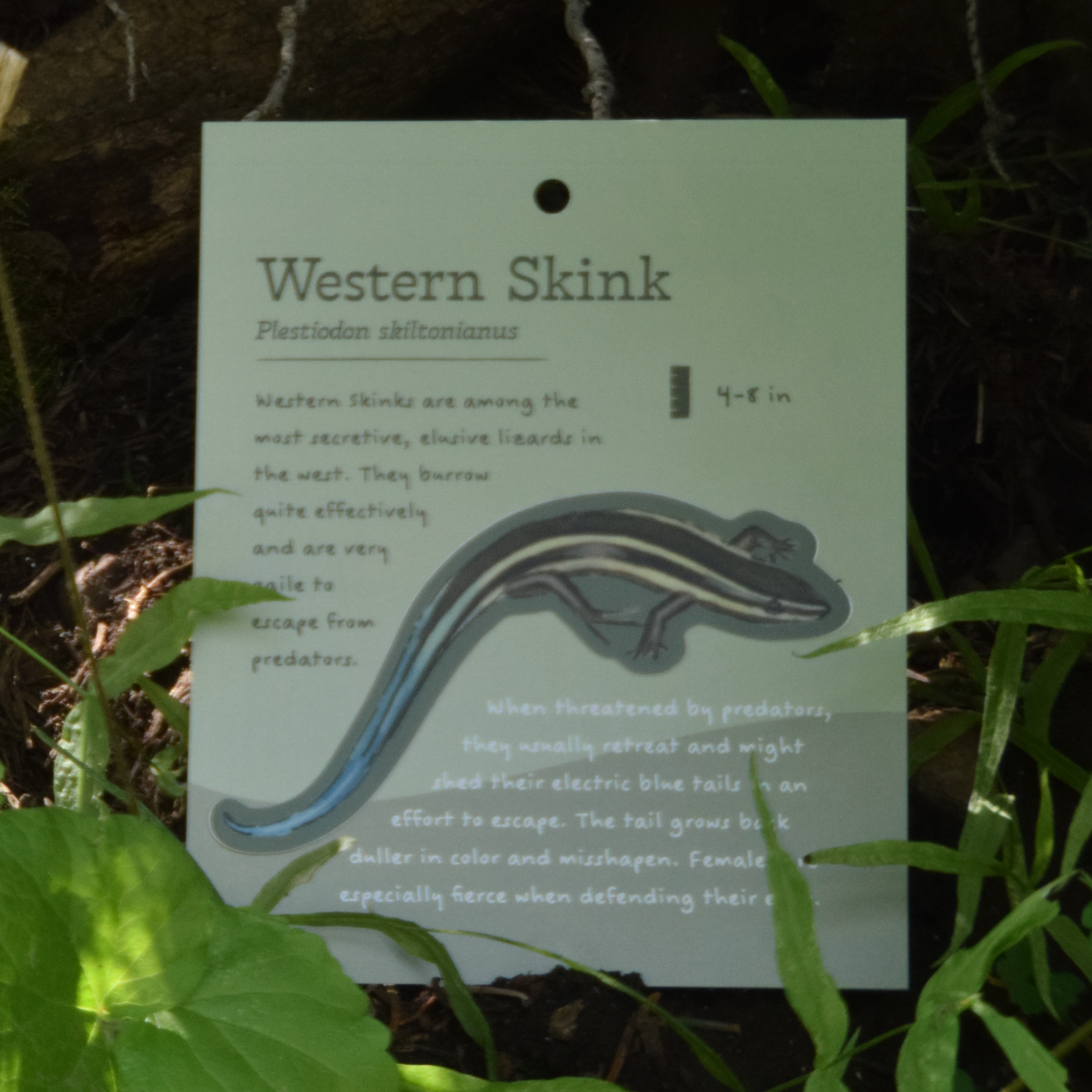 Western Skink Sticker