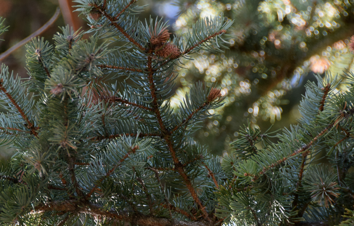 Close-up of a spruce branch with green needles and brown branches.